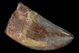 Serrated, Carcharodontosaurus Tooth - Real Dinosaur Tooth #156900-1
